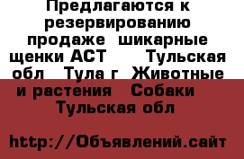 Предлагаются к резервированию(продаже) шикарные щенки АСТ!!! - Тульская обл., Тула г. Животные и растения » Собаки   . Тульская обл.